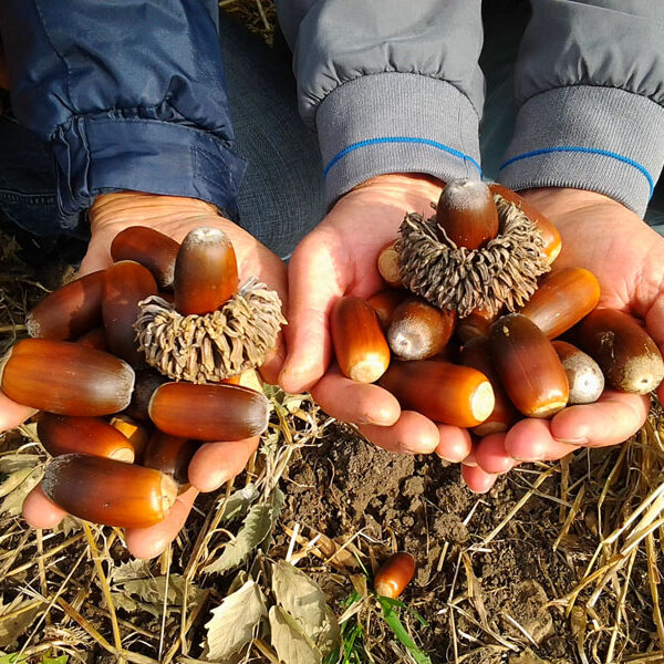 Palamut Meşeleri Toprakla Buluşacak